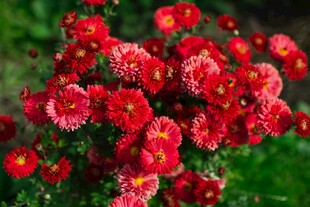 鲜艳菊花