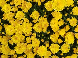 金黄灿烂的菊花花海