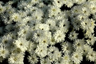 白色菊花密集绽放