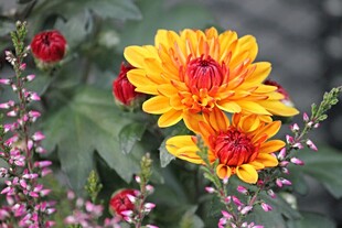 艳丽双色菊花绽放