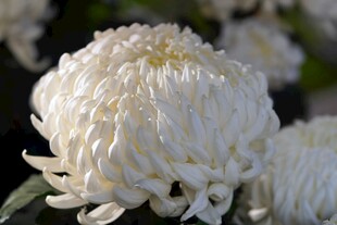 洁白菊花特写
