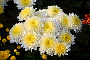 菊花