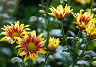 菊花 