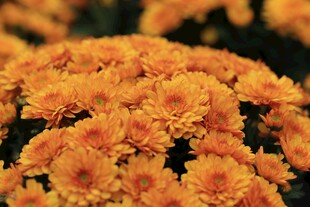 橙色菊花绽放