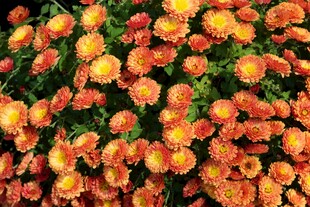 橙色菊花绽放