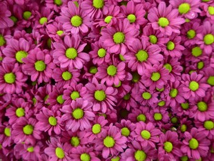 粉色雏菊
