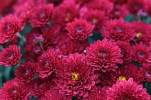 艳丽深红菊花绽放