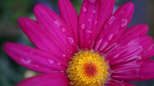 粉色菊花 