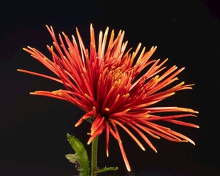 艳丽橙红色菊花特写