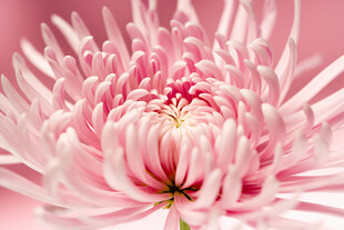粉色菊花特写