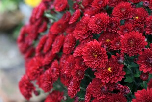 鲜艳红菊花绽放