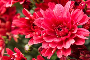 红色菊花