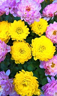 多彩菊花绽放