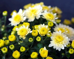 小雏菊