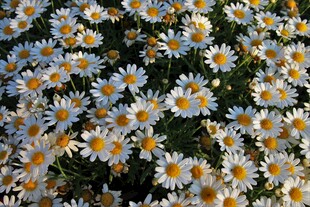 小雏菊