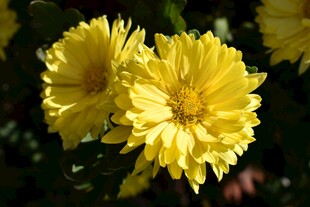黄色菊花