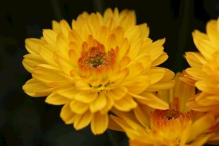 绽放的黄色菊花