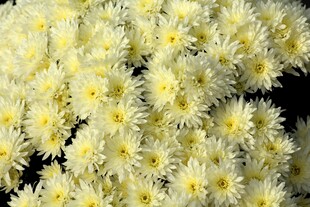 小雏菊