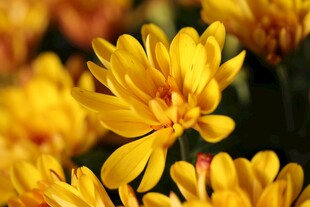 黄色菊花