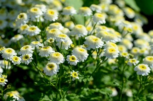 雏菊