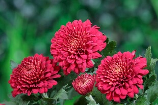 红色菊花