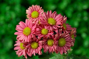 粉色菊花
