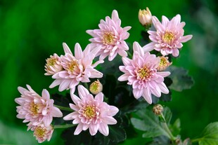 粉色小菊花