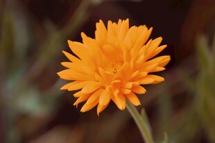 橙色菊花