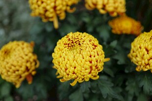菊花