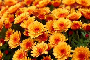 菊花