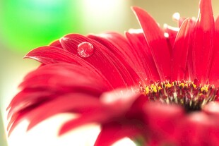 红雏菊
