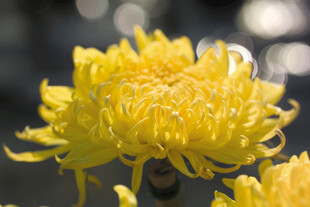金丝菊