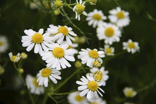 雏菊