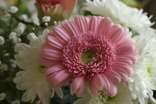 粉色雏菊