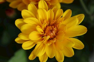 黄色菊花特写