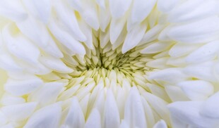 白色菊花特写