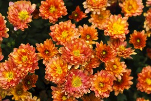 多彩菊花绽放