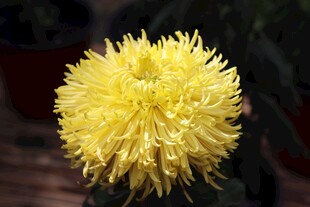 菊花