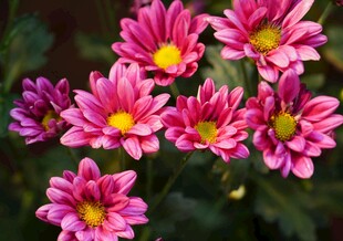 粉色菊花