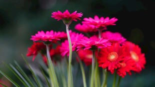 鲜艳玫红菊花