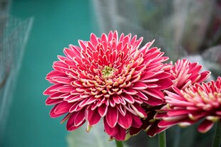 艳丽红菊绽放