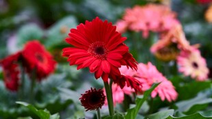 非洲菊