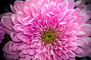 娇艳粉色菊花特写