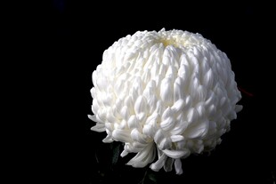 白色绒球菊花特写