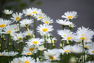 清新雏菊绽放