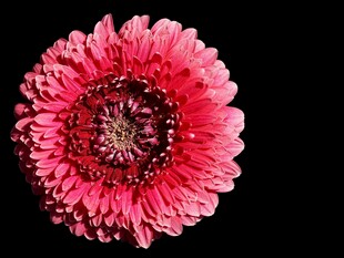 非洲菊