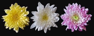 多彩菊花绽放