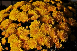 菊花