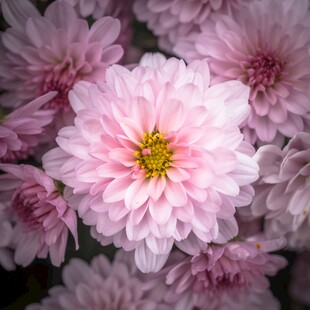 粉色菊花绽放
