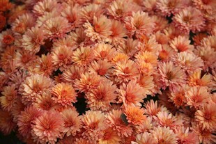橙色菊花特写